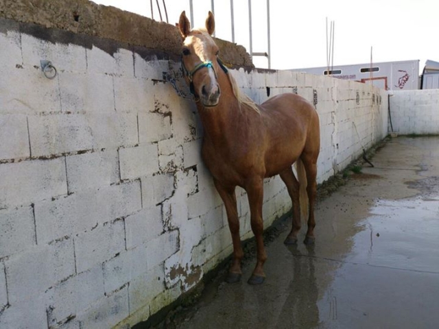nuestor caballo